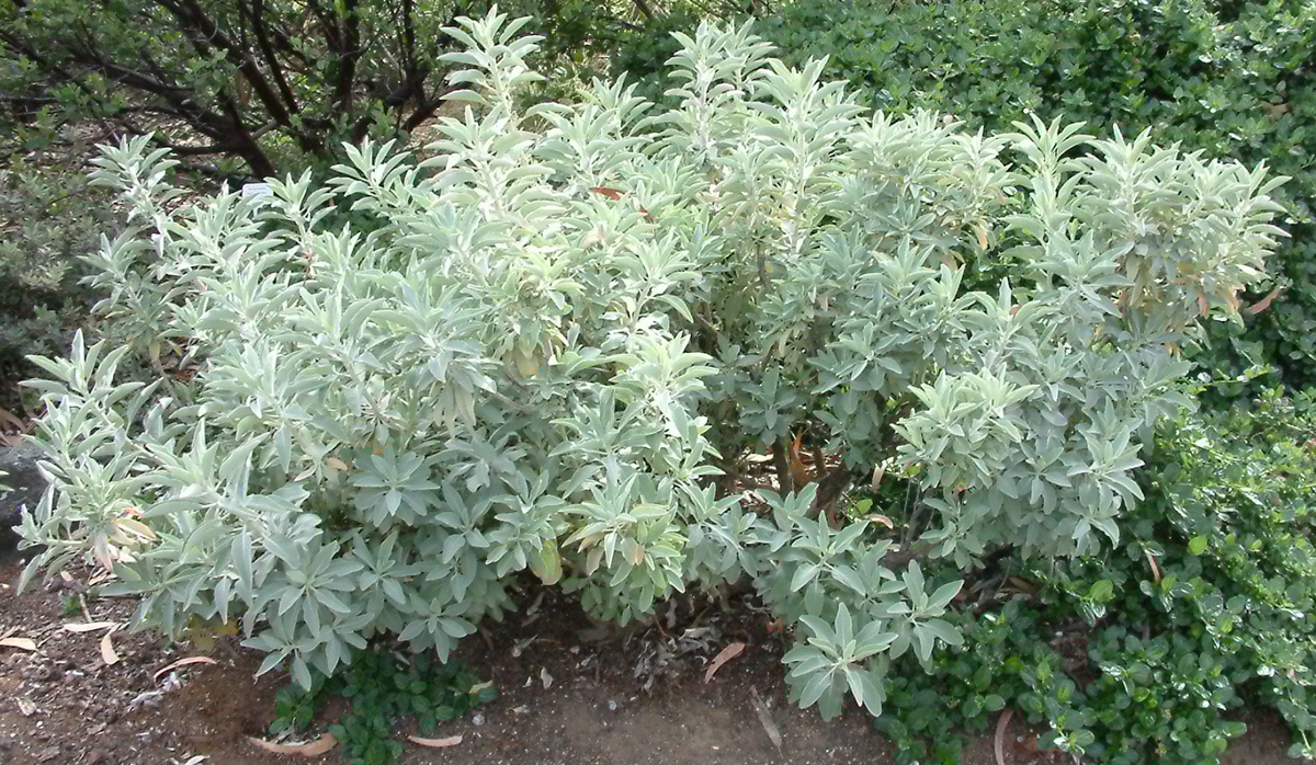 White Sage