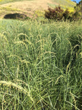 Creeping Wild Rye