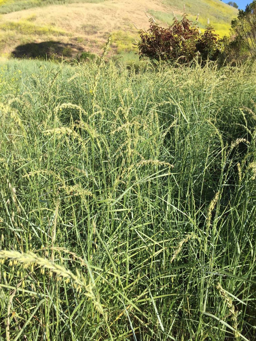 Creeping Wild Rye