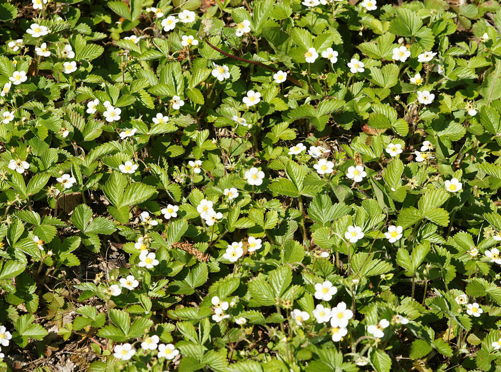 Woodland Strawberry
