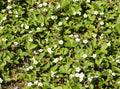 Woodland Strawberry