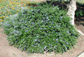 Yankee Point Ceanothus