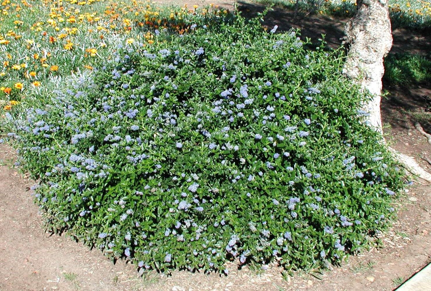 Yankee Point Ceanothus